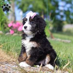 Linsey, Mini Bernedoodle Puppy